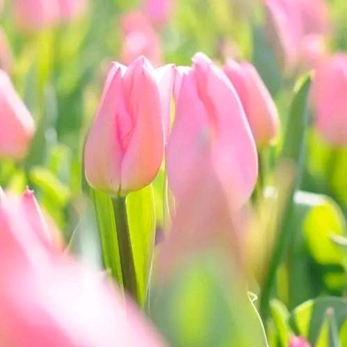 登封黎晓舞蹈胡校长