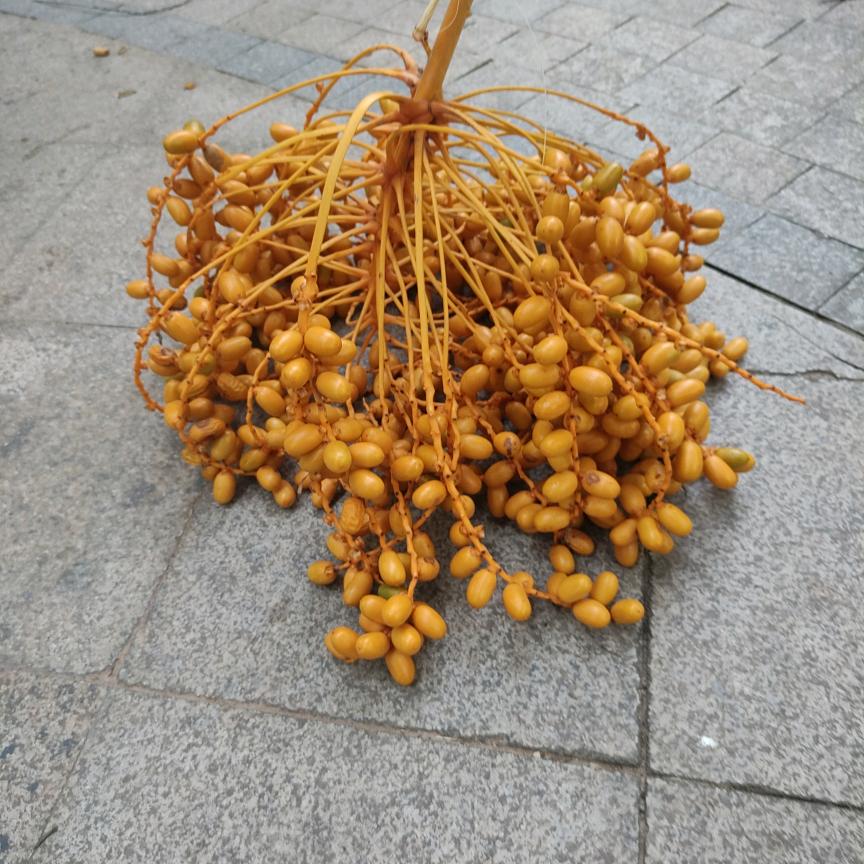 金旭塑胶原料有限公司