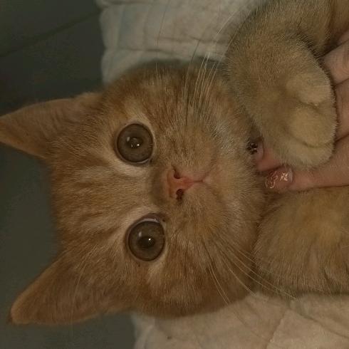 莉莉一只猫