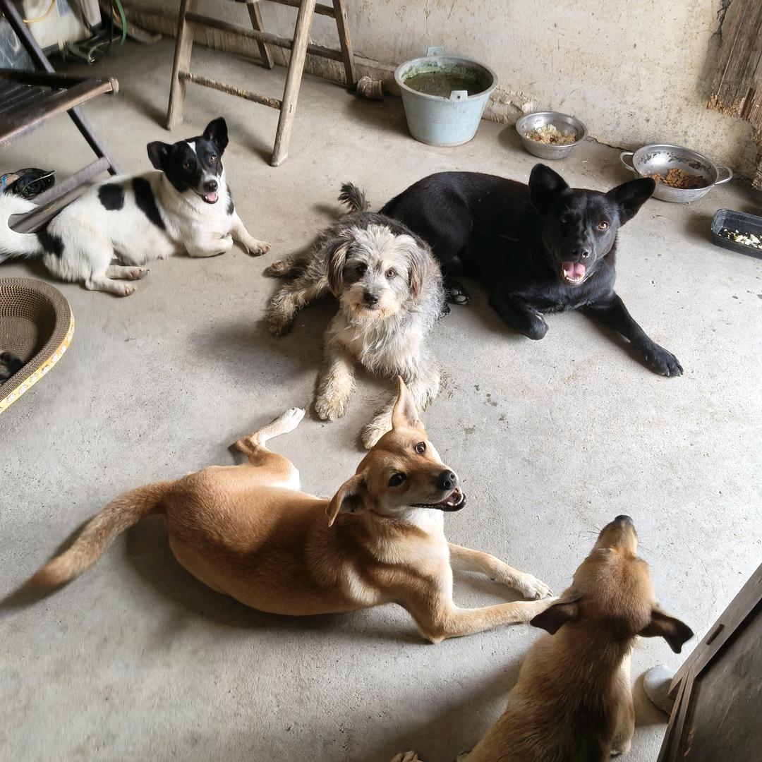 龙小帅萌宠好物