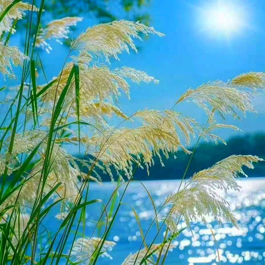 风吹芦苇