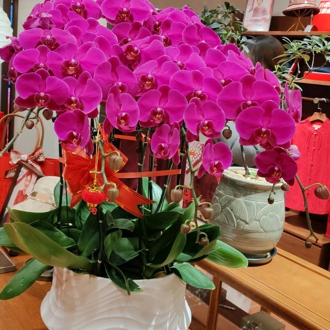 一帆风顺🌹🌹🌹🌹