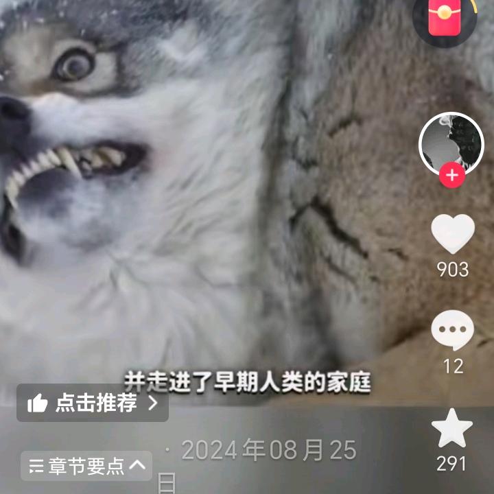 会飞的狼