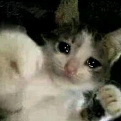 钢铁坚毅猫猫头O.o