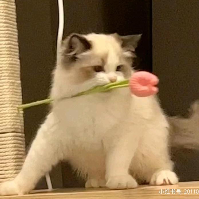 是小美不是小美！