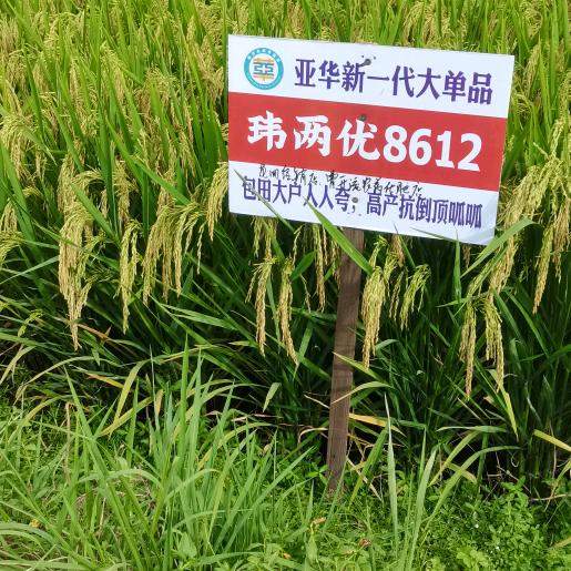 荣华富贵