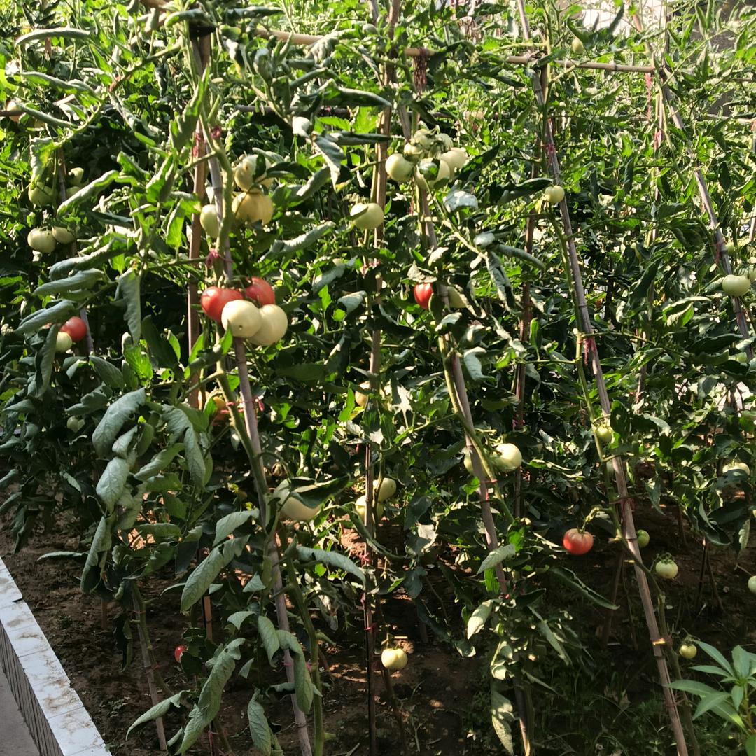小辣椒