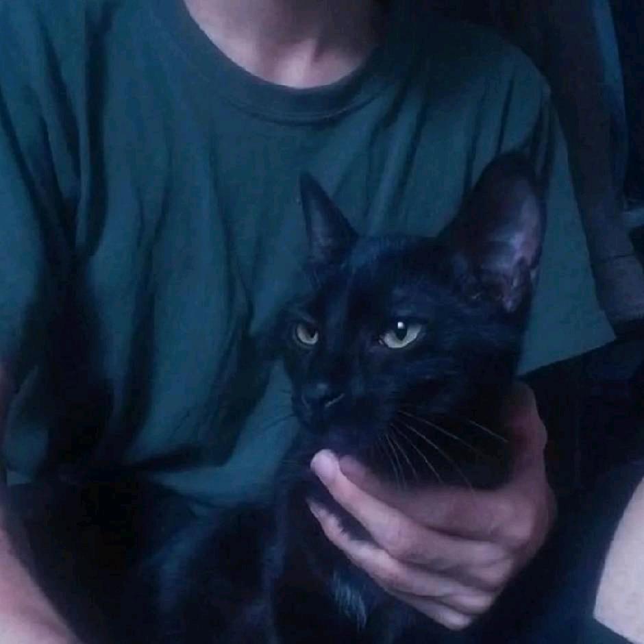 猫十二