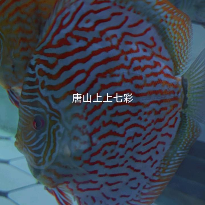唐山上上精品七彩（不卖坑人货）