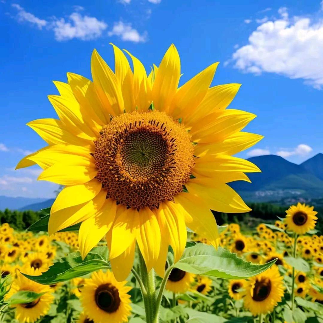 微笑面对每一天