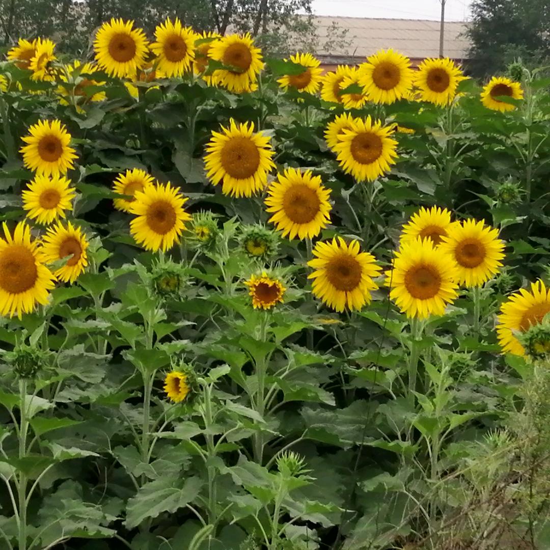 朗旋驾校🚘周晶