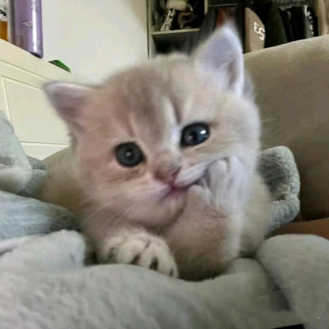清秋