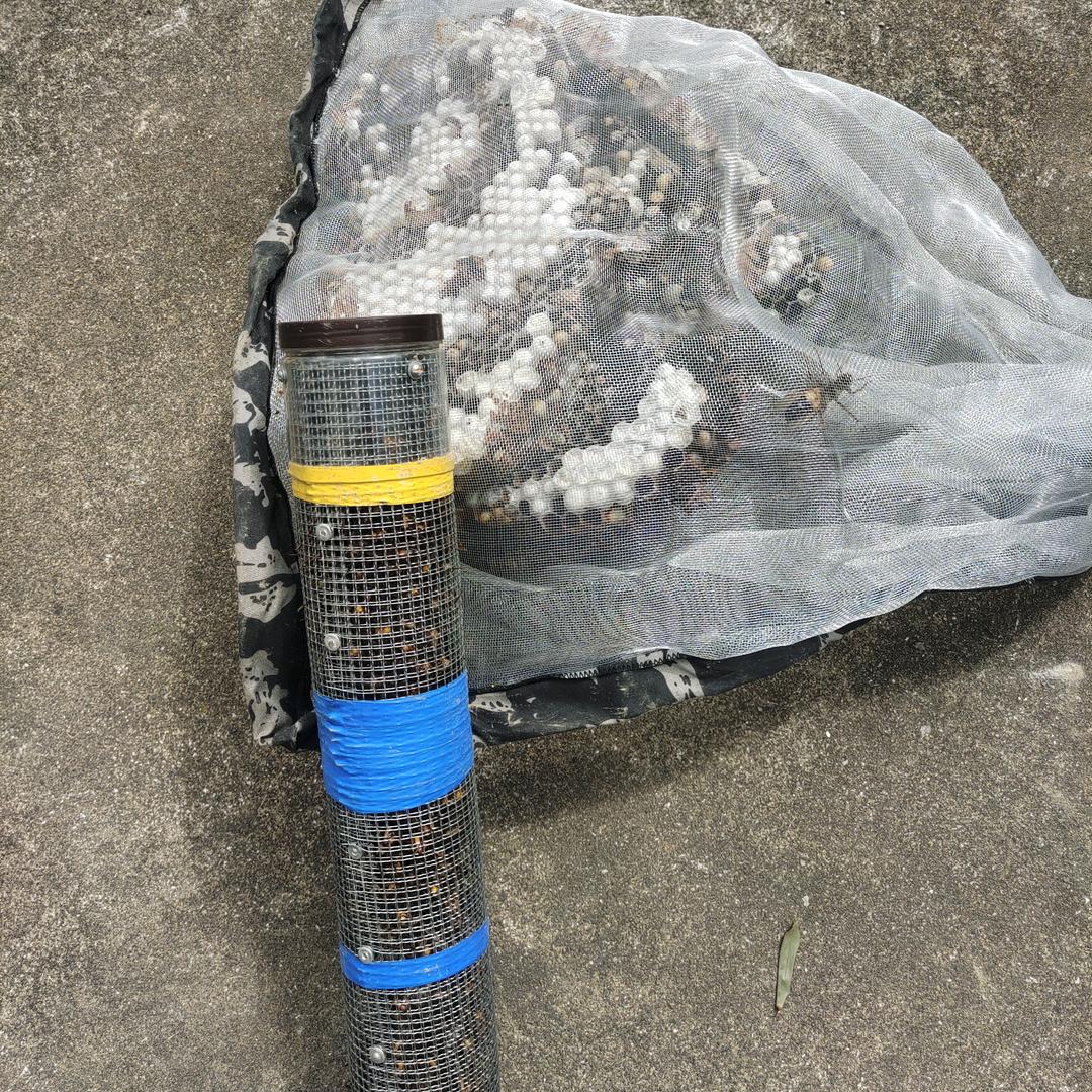 渔乐分享,阿立