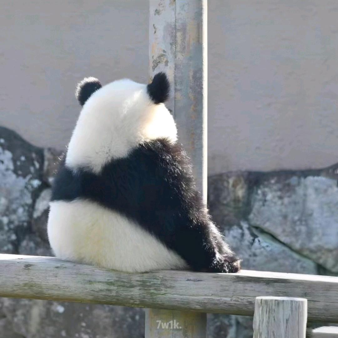 哈吉米米