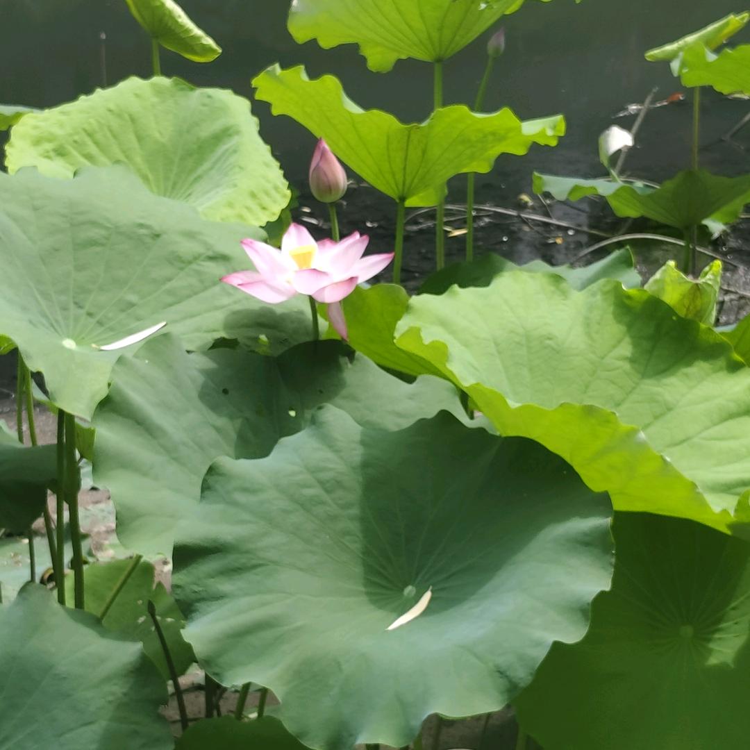 泥根莲净🪷
