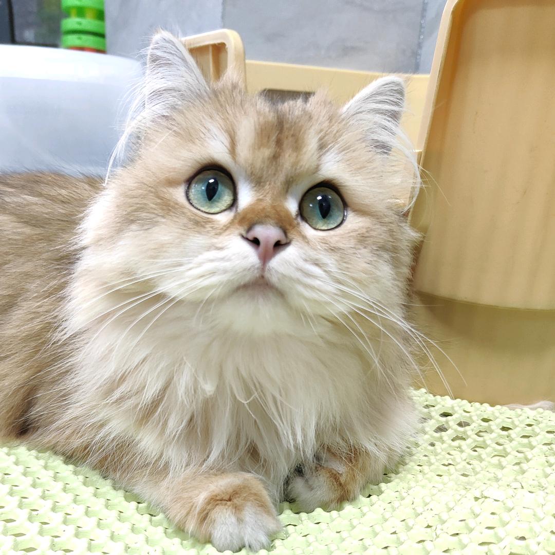 @秋香是只喵🐱