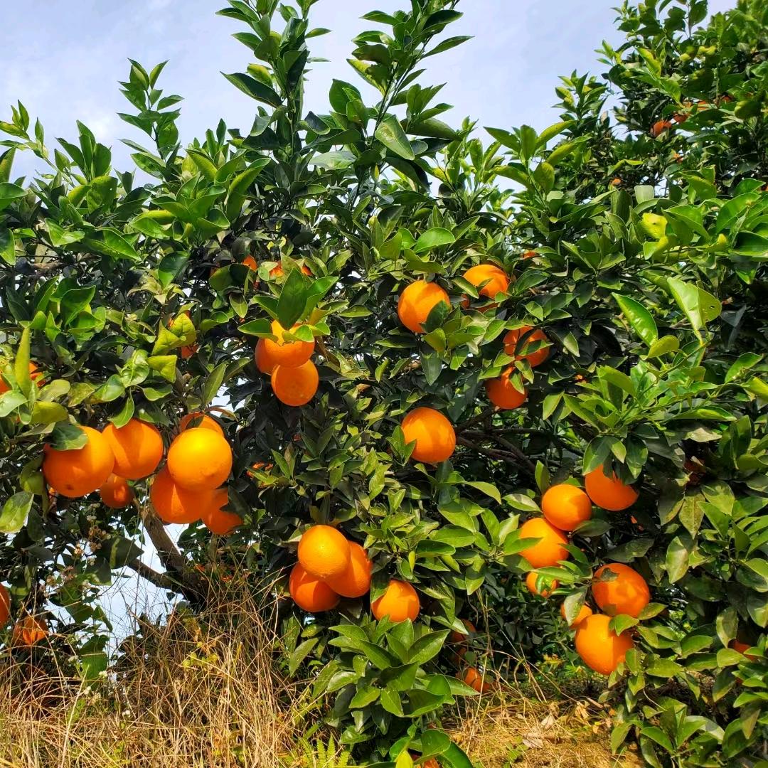 娟姐姐家的果园