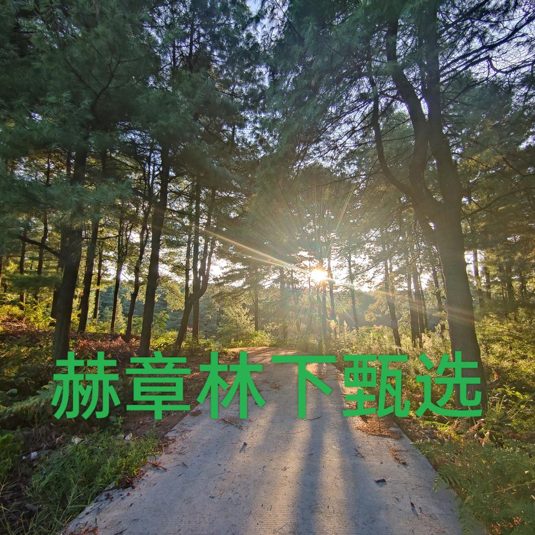 贵州赫章林下甄选