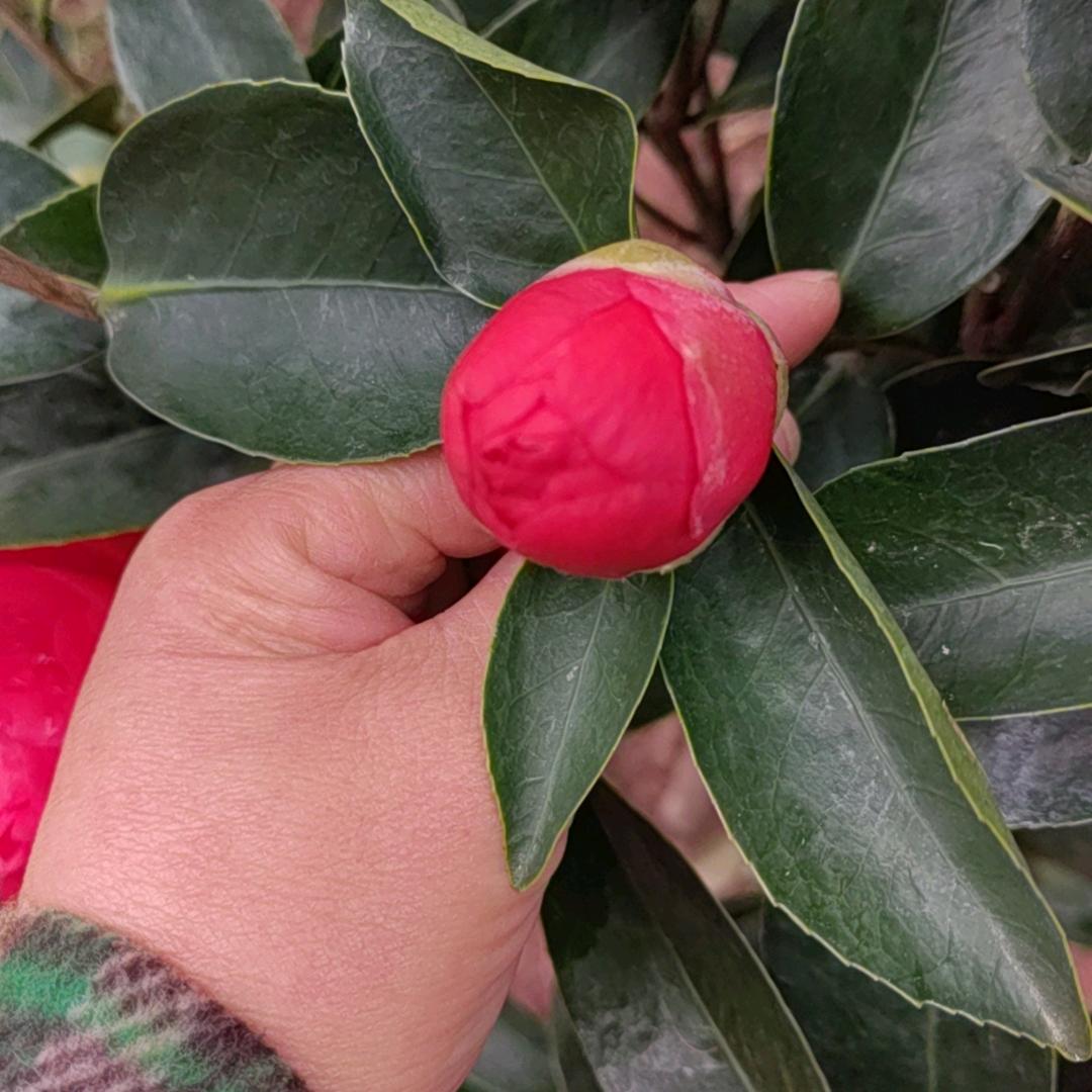 一枝杜鹃花。