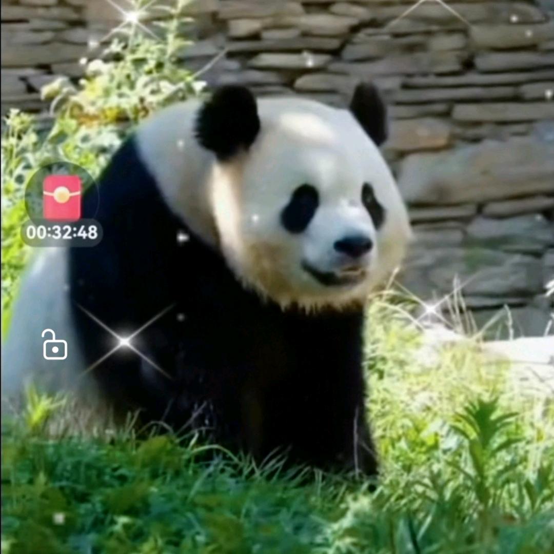 黑白团子