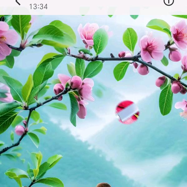 枚姐