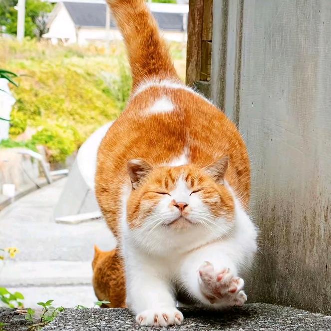 茂咪