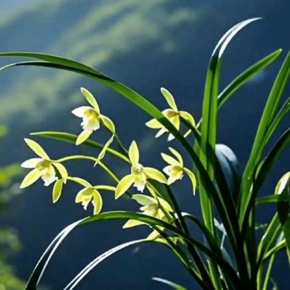 黛兰