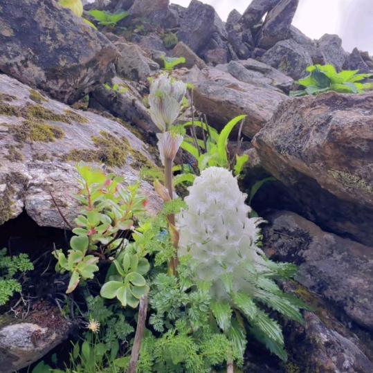 鸿运静芳草