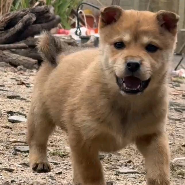 中华好犬