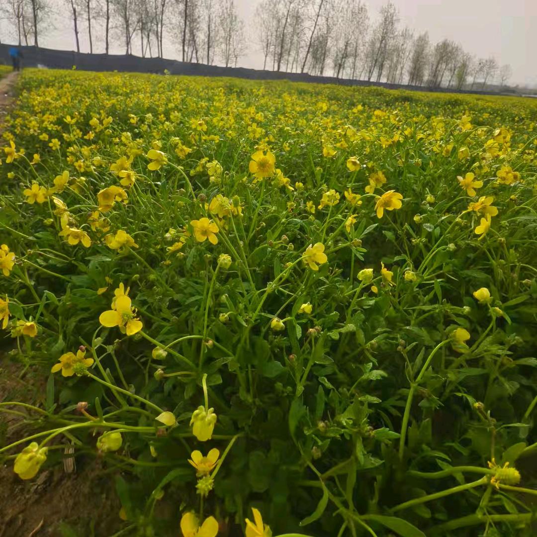 北山农业毛慈菇种植基地