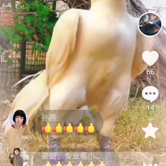 逍遥医生养斗鸡