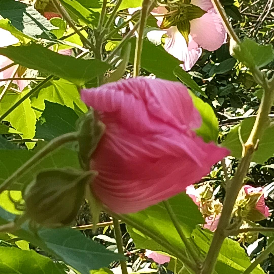 淡蓝色的记忆
