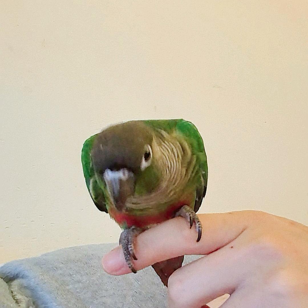 菜菜子妲己