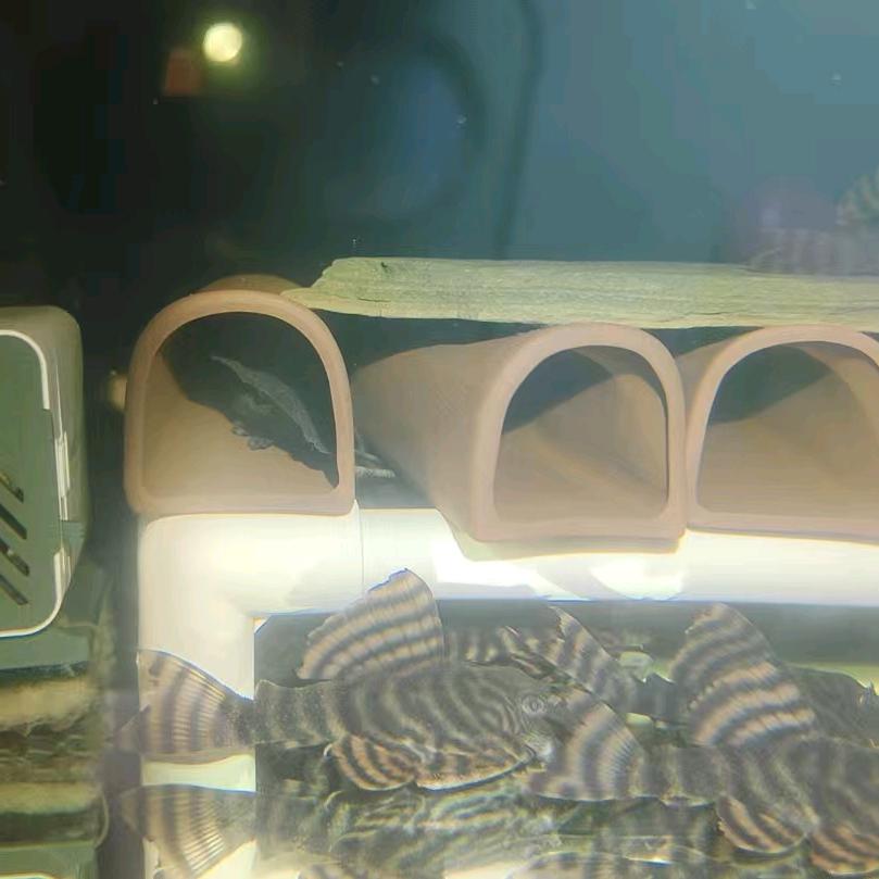 海的承诺