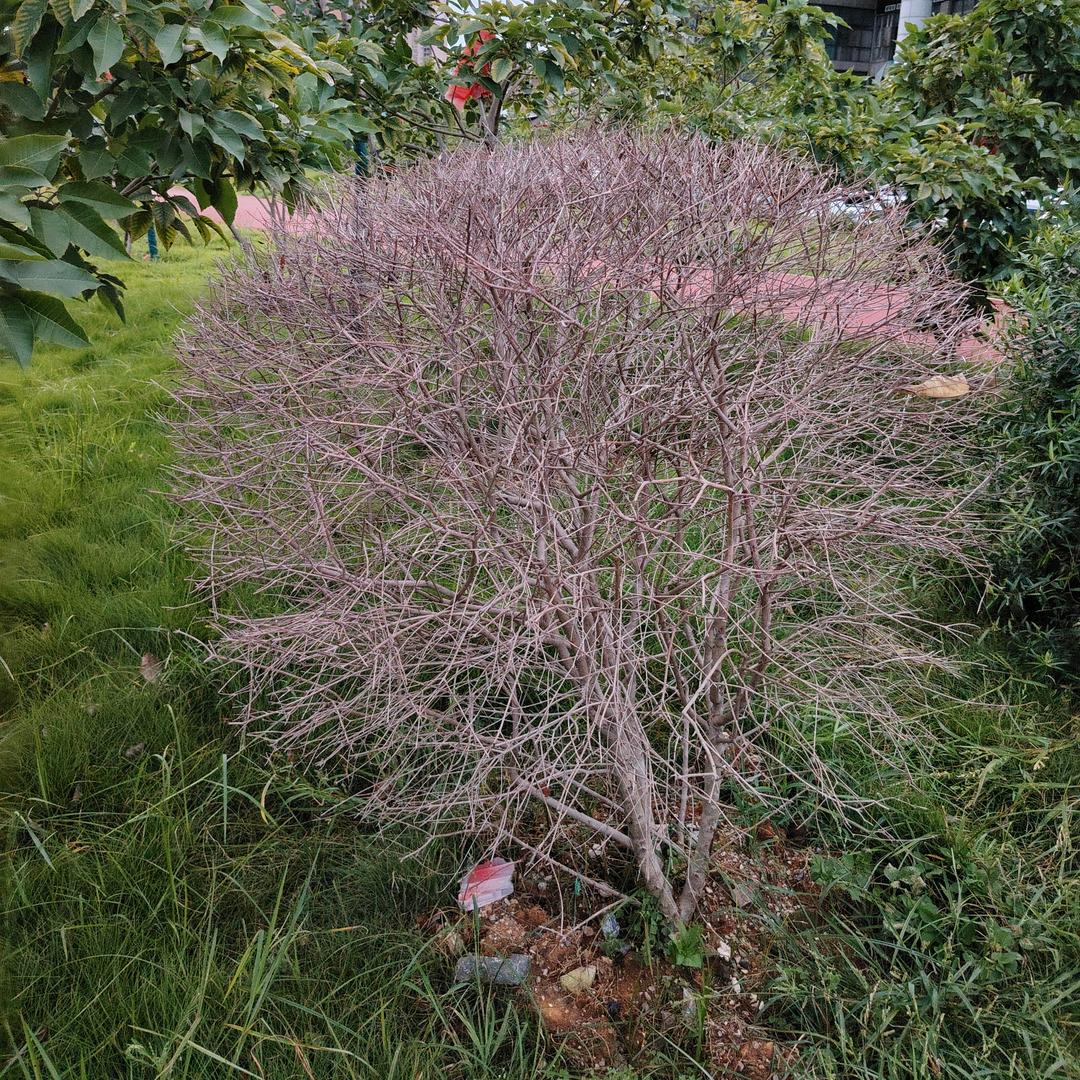 (｢･ω･)｢嘿密