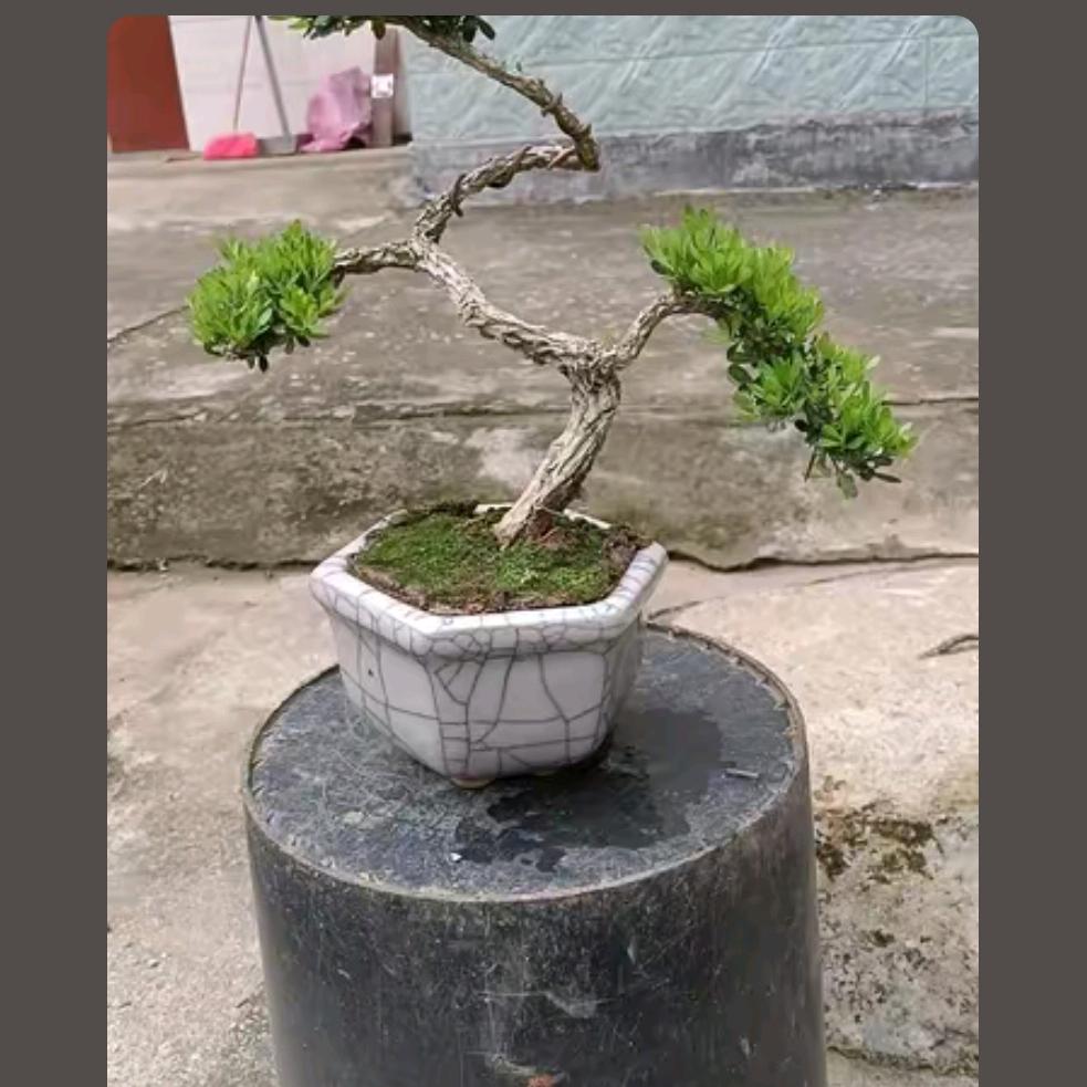 江哥盆景树