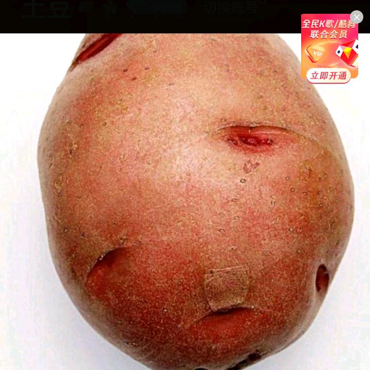 土豆