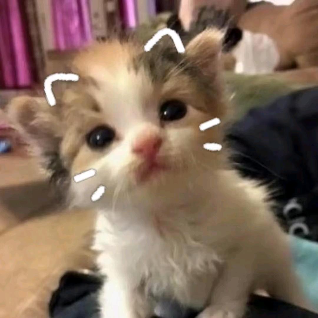 小雩 (๑•̌.•̑๑)