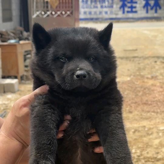 宁乡五黑，黄狗白面繁育基地