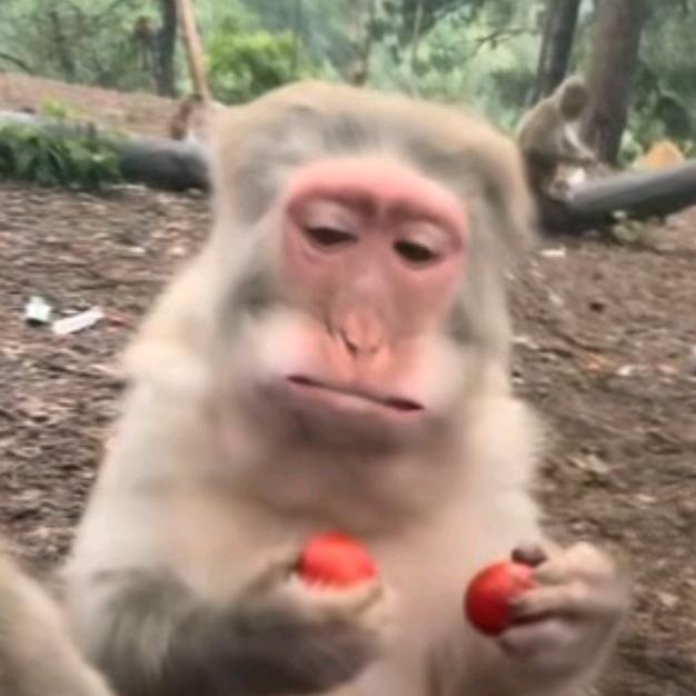 疯狂potato🥔