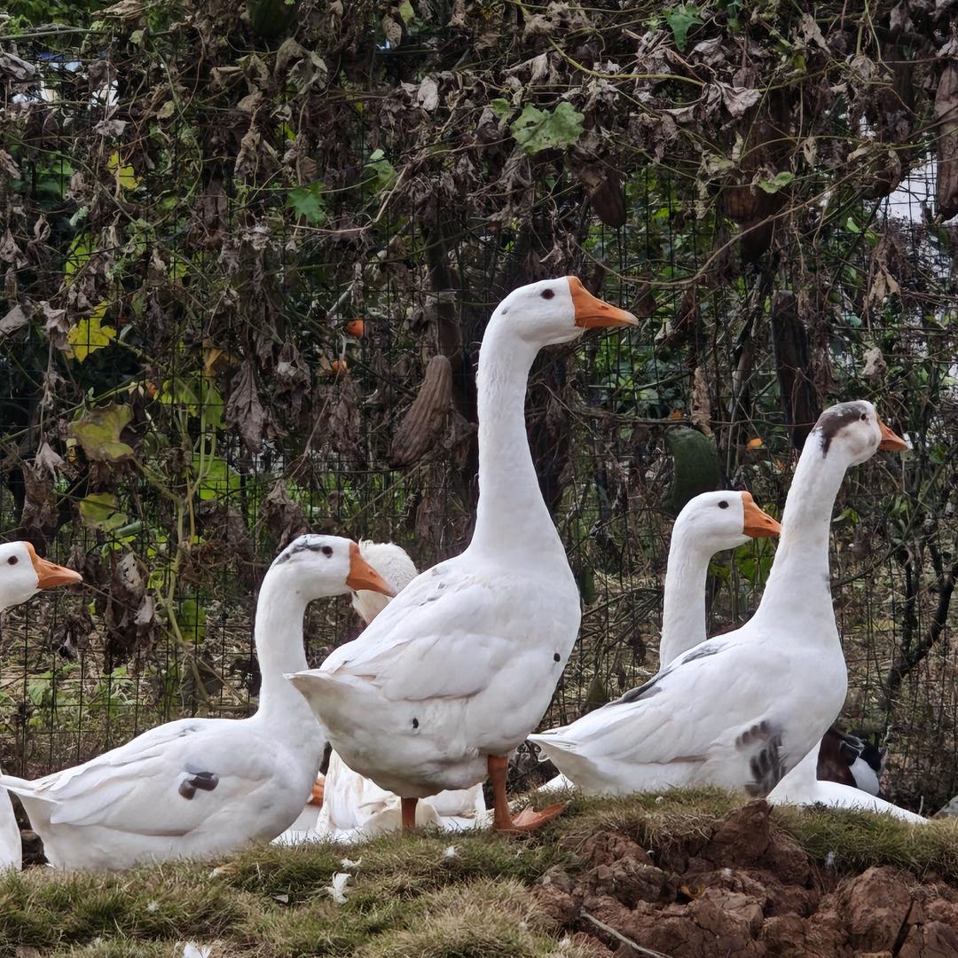 求求你把我的耳机还给我😭