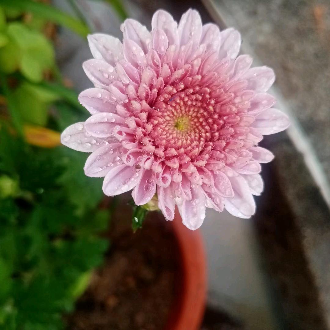 秋风凉