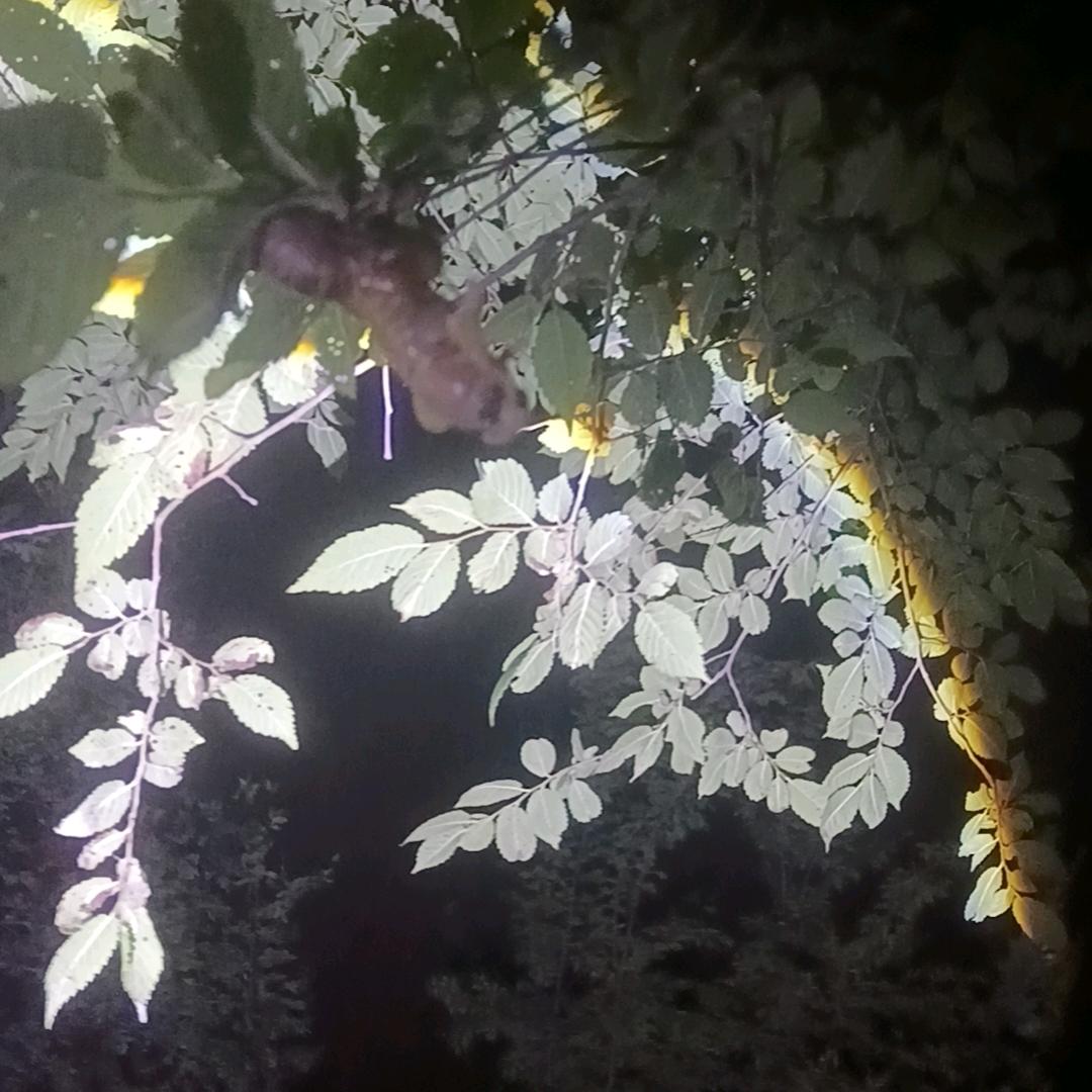 星星点灯