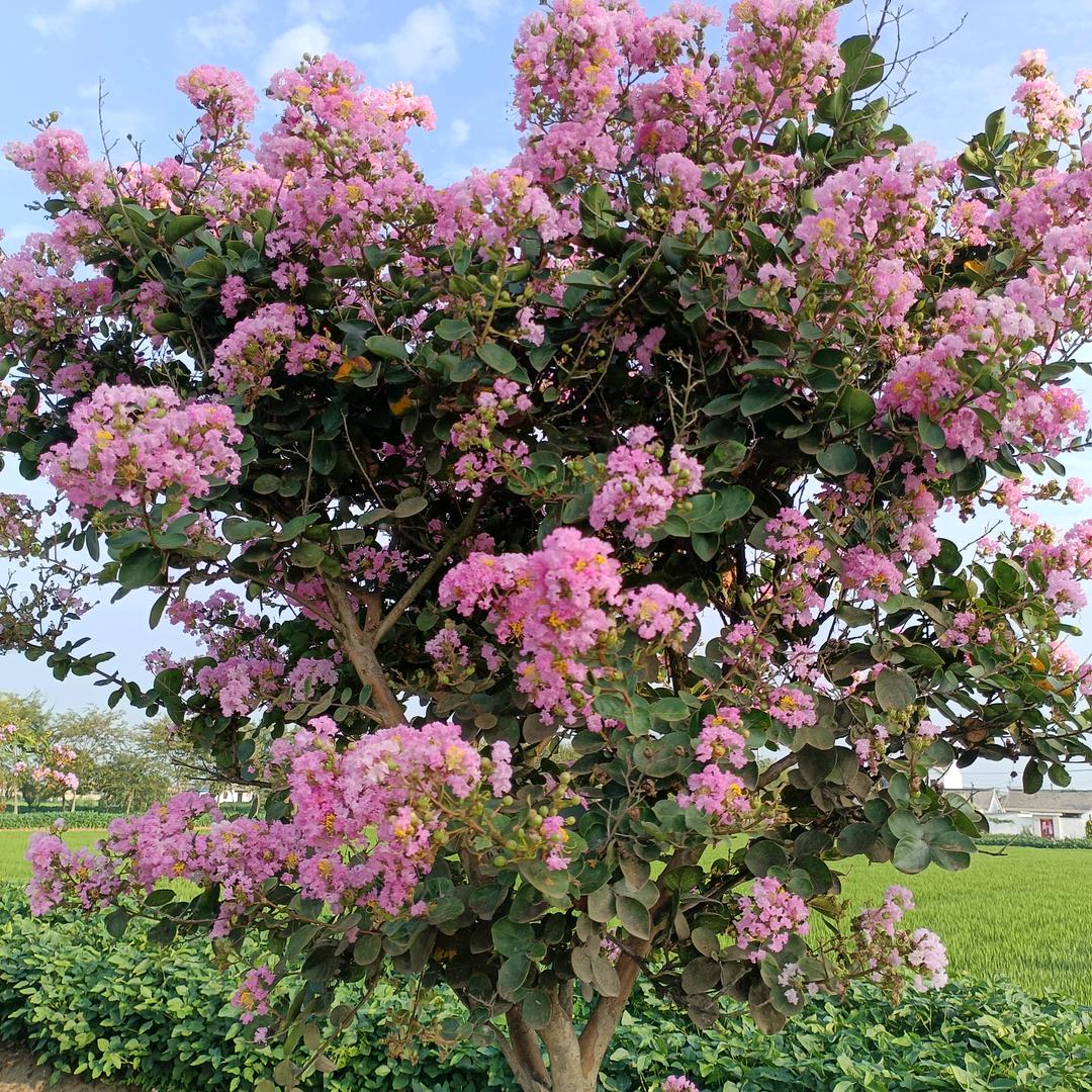 钱姐拒绝合拍 私聊