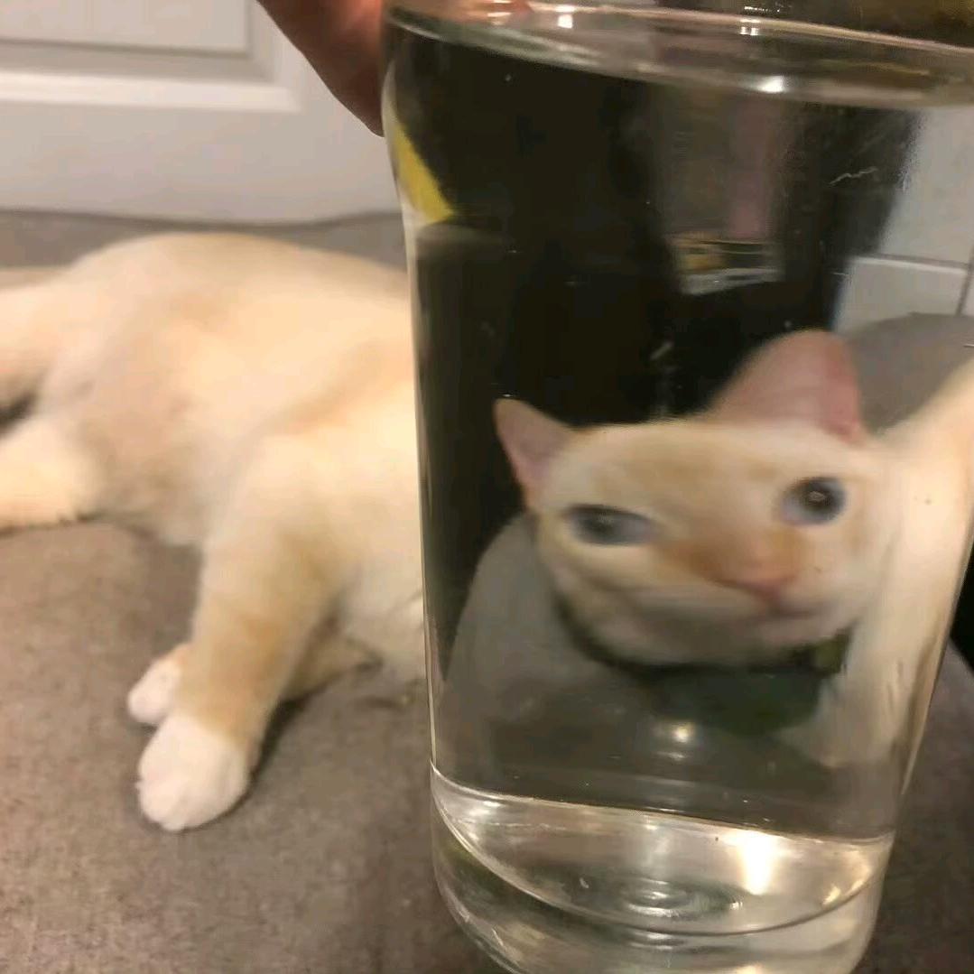 加了饼海盗☠️