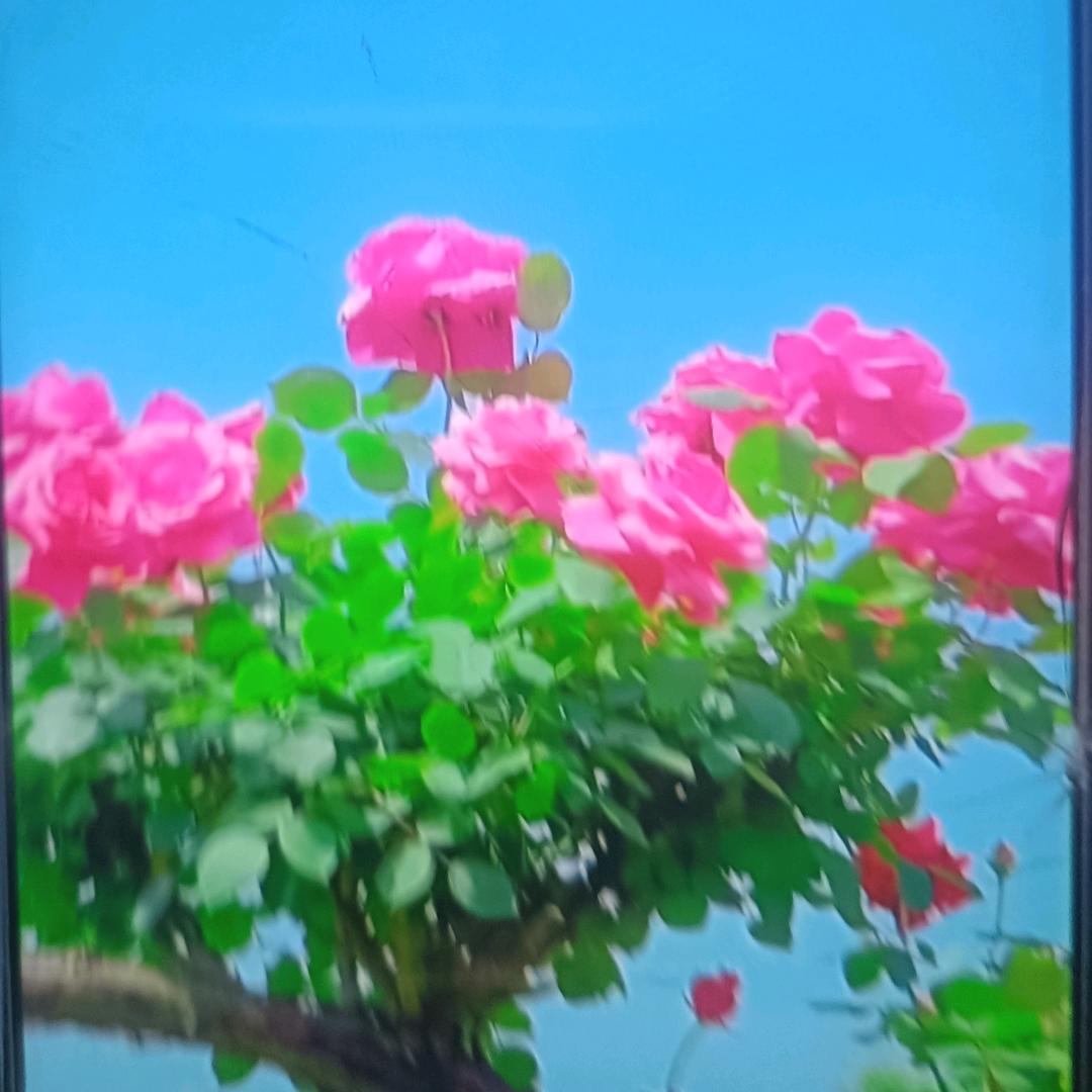 喜上眉梢