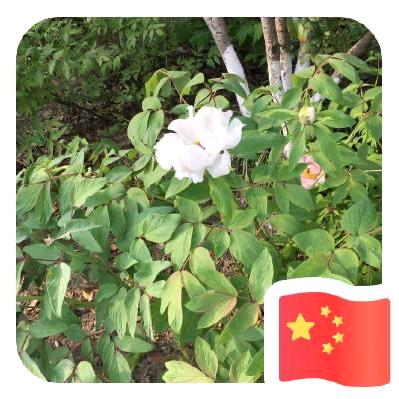 伟