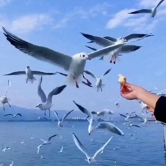 莱芜北埠鲜肉 (四季哥)