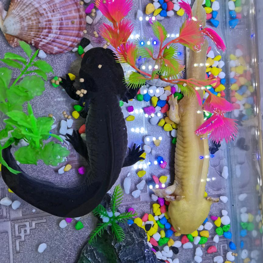 虾路相逢