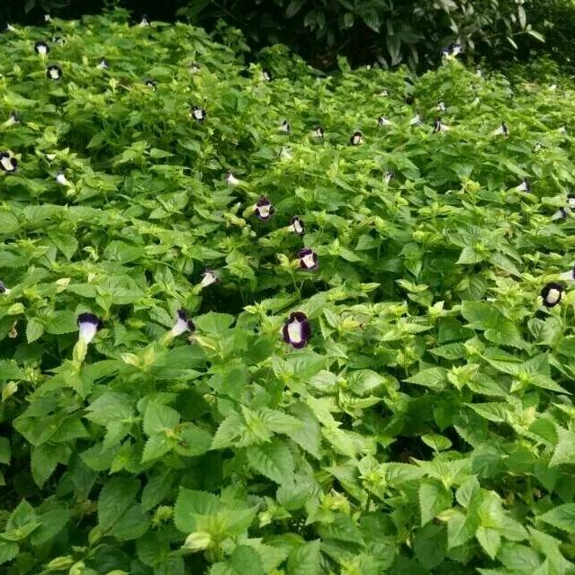 哎呀呵(｡･ω･｡)ﾉ♡